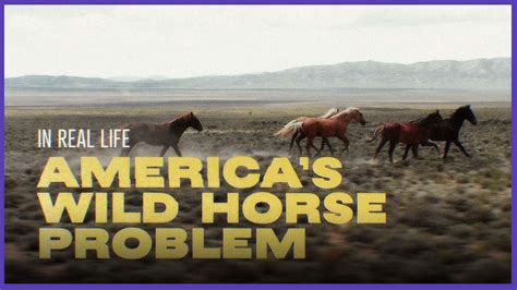 wild horse problem in the west